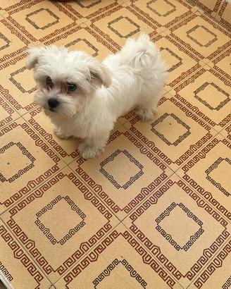 Cucciolo cane Maltese