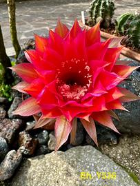ECHINOPSIS ibrido y536