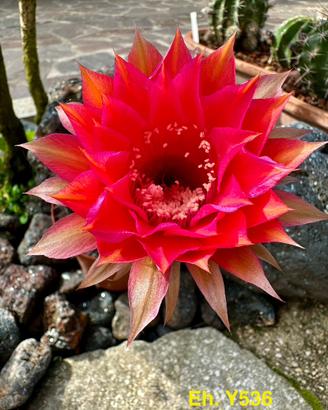 ECHINOPSIS ibrido y536