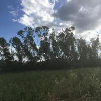 Alberi - Legna - Pioppo