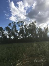 Alberi - Legna - Pioppo