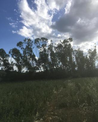 Pioppi Alberi - Legna - Pioppo