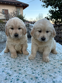 Cuccioli Golden retriever