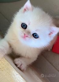 Gattino british shorthair silver chinchillà
