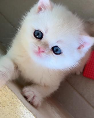 Gattino british shorthair silver chinchillà