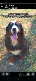Cuccioli Bovaro Del Bernese