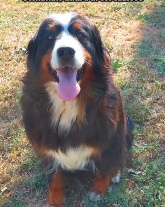 Cuccioli Bovaro Del Bernese