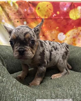 Cucciolo di Bouledogue Francese blu merle maschio