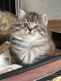 Cucciola gatto siberiano ipoallergenico