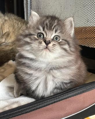 Cucciola gatto siberiano ipoallergenico