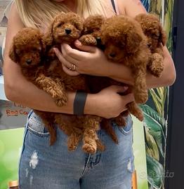 Barboncini toy red top