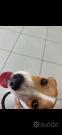 Cagnolina di 6 mesi