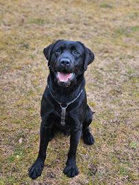 Cuccioli labrador con pedigree