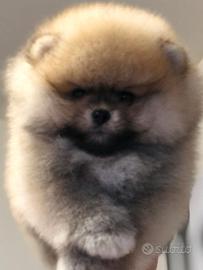 Spitz di Pomerania nano