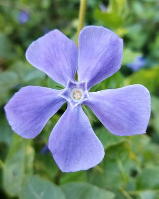 piante Pervinca Vinca