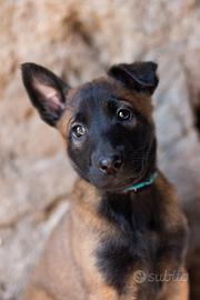 Cuccioli pastore belga malinois