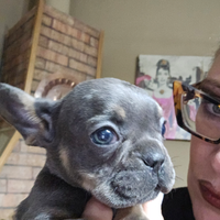 Bulldog francesi blue tam okkii blu