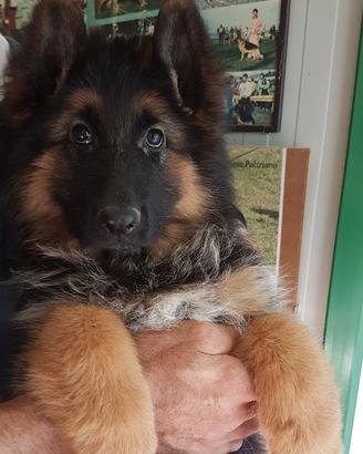 Pastore tedesco a pelo lungo