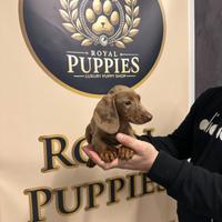 Bassotto Arlecchino M disponibile subito