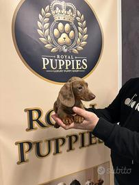 Bassotto Arlecchino M disponibile subito