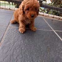 Barboncini Toy Red cuccioli