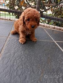 Barboncini Toy Red cuccioli