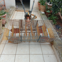 Scopatrice per olive