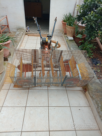 Scopatrice per olive