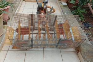 Scopatrice per olive