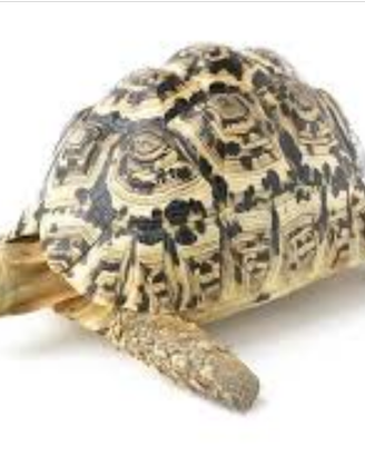 Geochelone pardalis