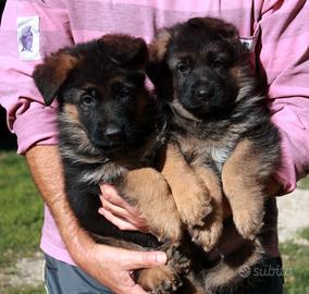 Cuccioli pastore tedesco