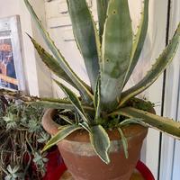 Piante varie  in vaso