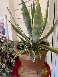 Piante varie  in vaso