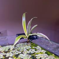 falangio spider plant pianta nastrino