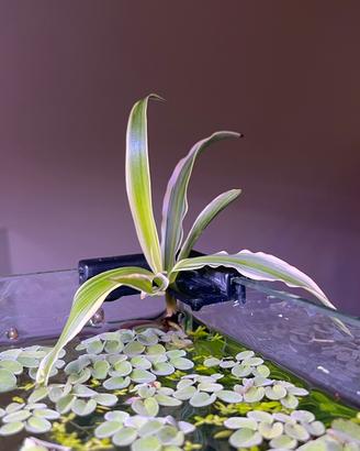 falangio spider plant pianta nastrino