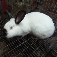 Conigli california e leprino di viterbo