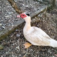 Maschio bianco anatra muta
