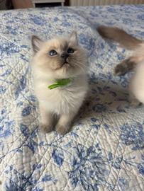 Splendidi cuccioli gatto Siberiano Pedigree ENFI