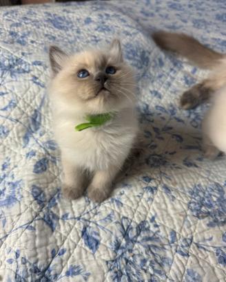 Splendidi cuccioli gatto Siberiano Pedigree ENFI