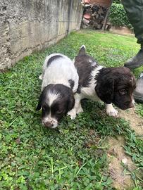 Cuccioli springer spaniel