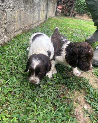 Cuccioli springer spaniel