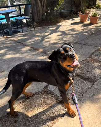 Rottweiler femmina di 11 mesi - vaccinata