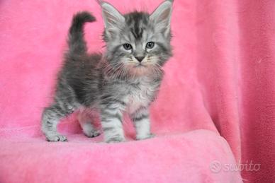 Cucciolo Maine coon blu silver tabby