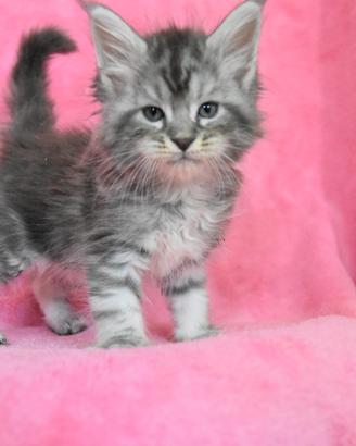 Cucciolo Maine coon blu silver tabby