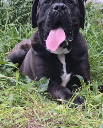 Cane corso