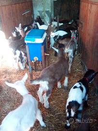 Caprette razza roccaverano