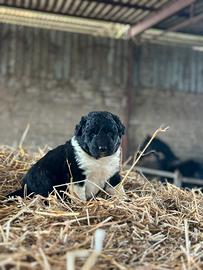 Pastore del Caucaso-pastore maremmano