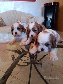 Cavalier king