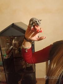 Petauro dello zucchero 3 mesi