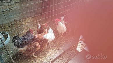 Galline e gallo
